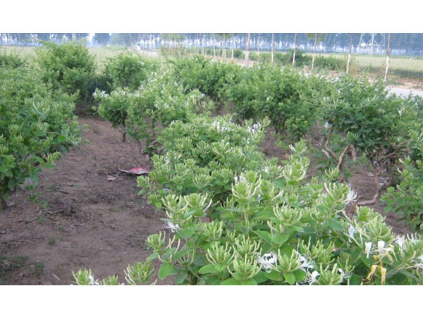 河南金銀花苗會出現(xiàn)哪些病蟲害？