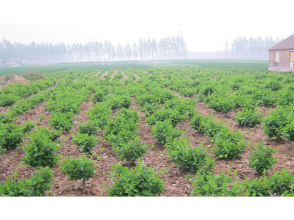 溫度在種植河南金銀花苗時(shí)有何影響？