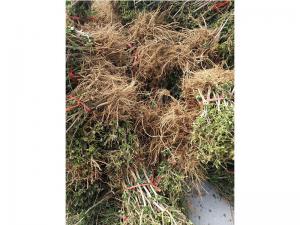 金銀花苗 金銀花苗