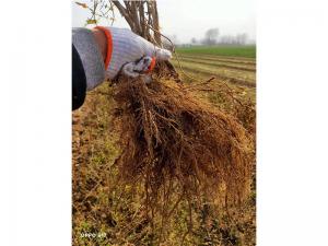 金銀花苗 金銀花苗