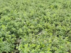 金銀花苗 金銀花苗