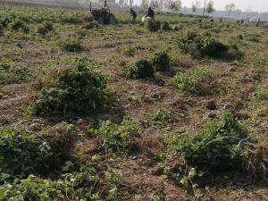 金銀花苗 金銀花苗