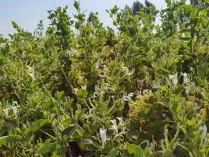 金銀花苗 金銀花苗