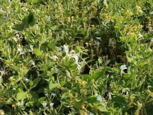 金銀花苗 金銀花苗