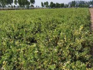 金銀花苗 金銀花苗